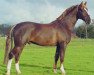 stallion Laurentz (KWPN (Royal Dutch Sporthorse), 1993, from Bazuin 83.54)