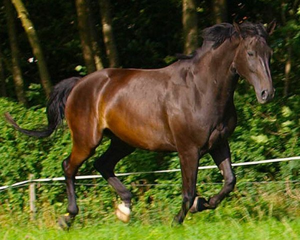 Springpferd Ennio 5 (Württemberger, 2002, von Epikur)