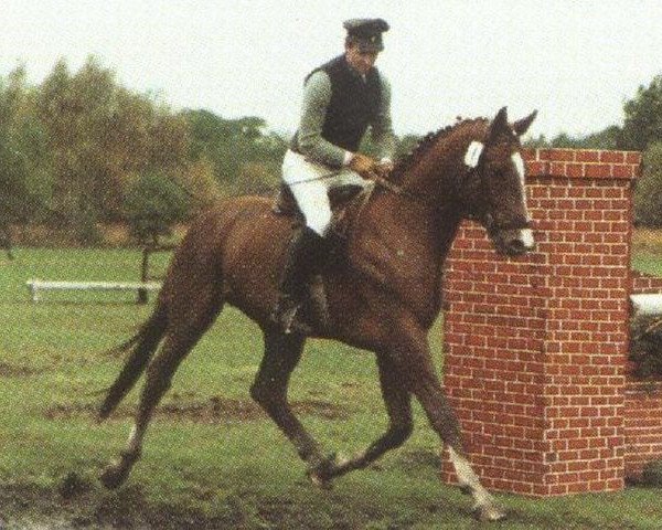 stallion Western Star (Hanoverian, 1981, from Wenzel I)