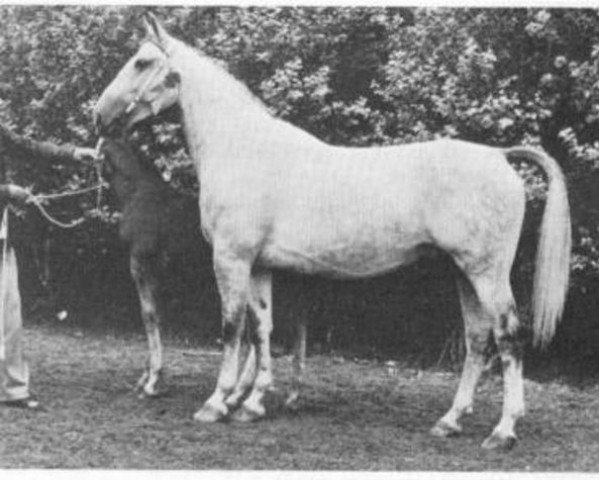 Zuchtstute Lady Mary (KWPN (Niederländisches Warmblut), 1970, von Geoloog)