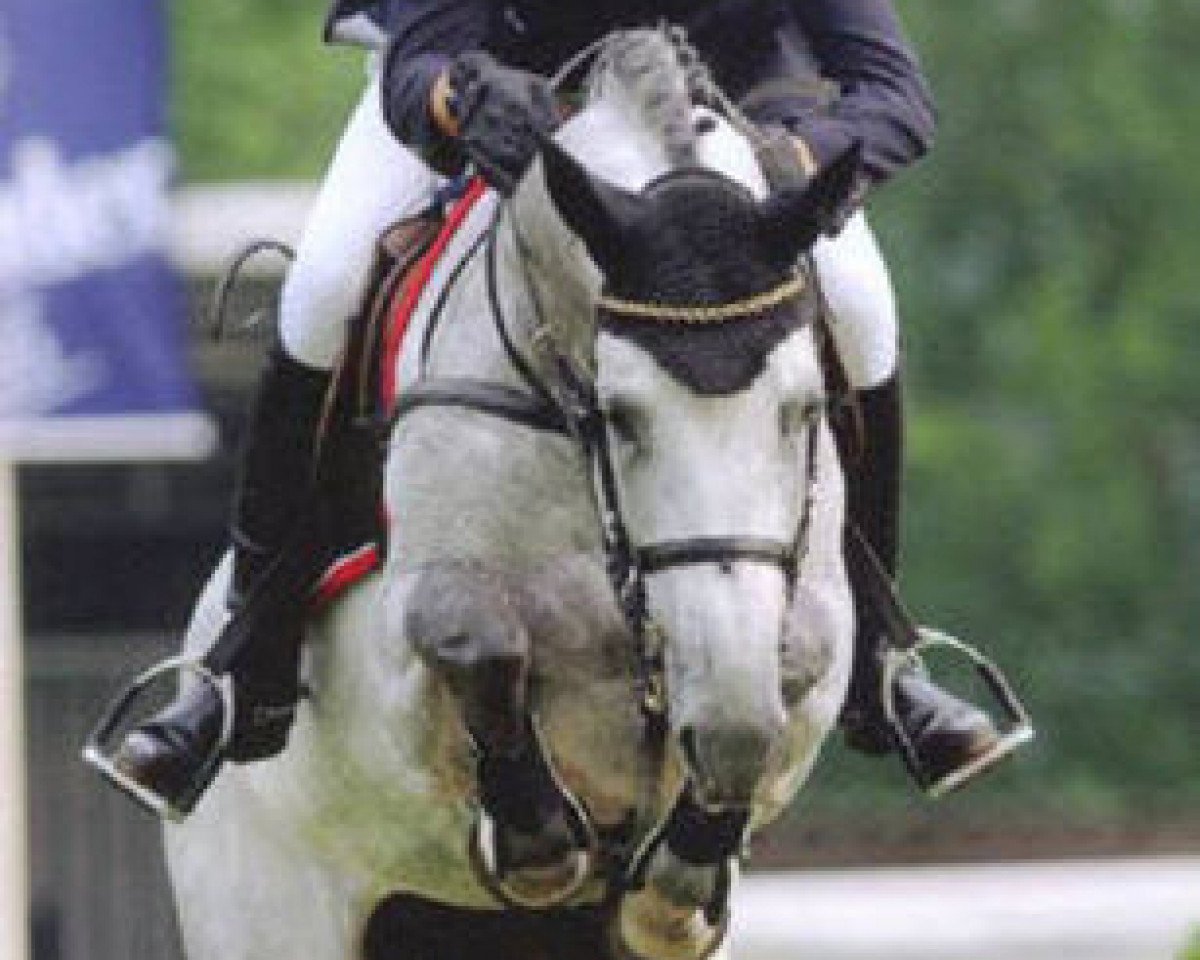 Deckhengst Cascane (Holsteiner, 2000, von Corrado I)