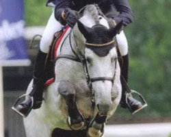 stallion Cascane (Holsteiner, 2000, from Corrado I)