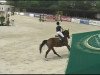 jumper Opitz 2 (Trakehner, 2002, from Preussenprinz)