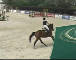 jumper Opitz 2 (Trakehner, 2002, from Preussenprinz)