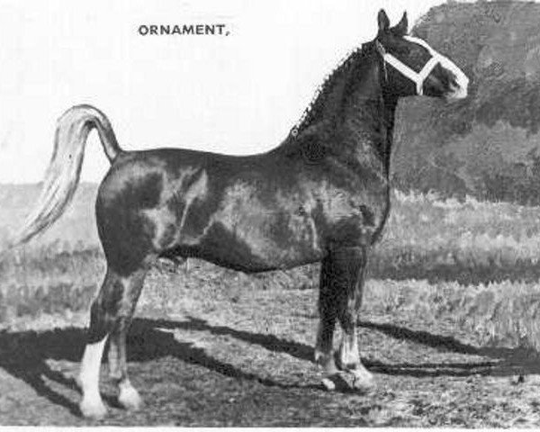 stallion Ornament (Dutch Warmblood, 1951, from Officier)