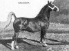 stallion Ornament (Dutch Warmblood, 1951, from Officier)