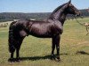 stallion Calypso IV (Holsteiner, 1978, from Cor de la Bryère)