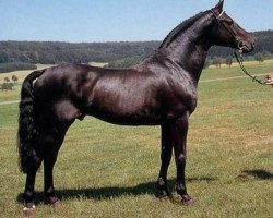 stallion Calypso IV (Holsteiner, 1978, from Cor de la Bryère)