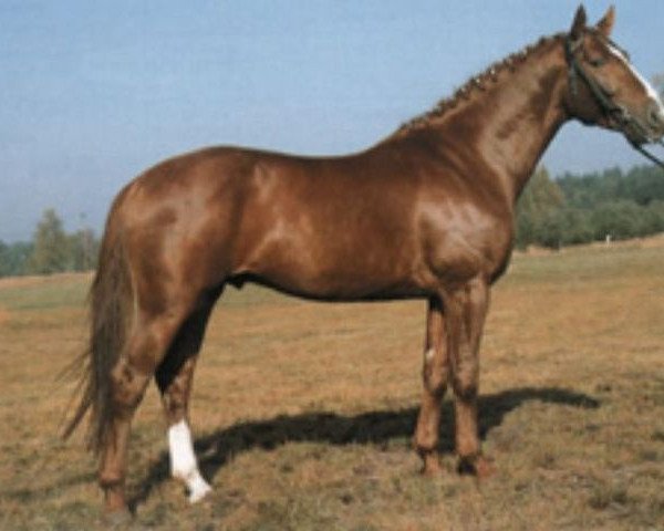 stallion Weissenburg (Hanoverian, 1979, from Werther)