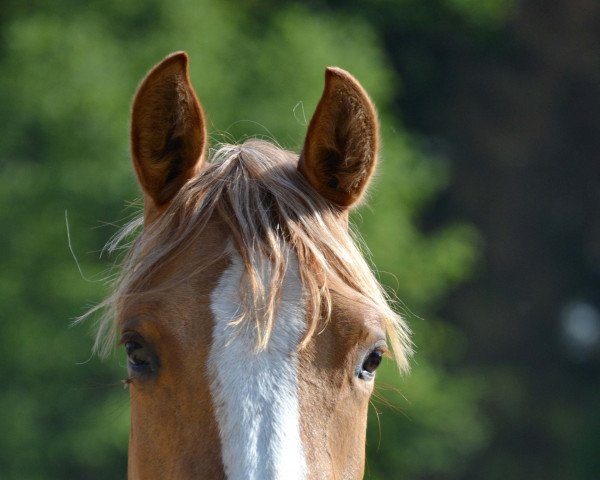 broodmare Miss Cara Delevingne (German Riding Pony, 2017, from Kastanienhof Cockney Cracker)