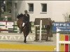 jumper Magic Girl 15 (German Sport Horse, 2005, from Magic Boy)