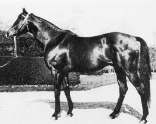 Pferd Djebe xx (Englisches Vollblut, 1945, von Djebel xx)