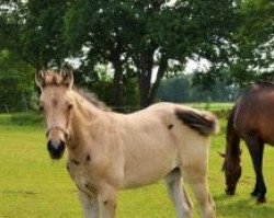 horse Marsh Mallow (Czech Warmblood, 2017, from Jantar van het Anserland)