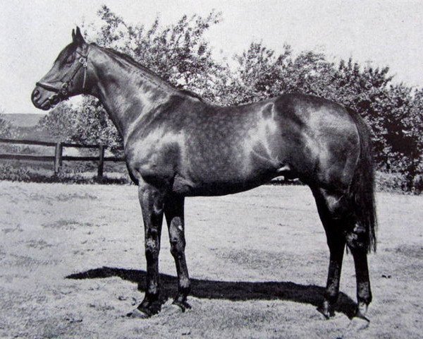 Pferd Blast xx (Englisches Vollblut, 1957, von Djebe xx)
