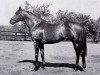 stallion Blast xx (Thoroughbred, 1957, from Djebe xx)