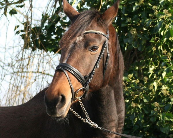 broodmare Tatjana (KWPN (Royal Dutch Sporthorse), 2000, from Kennedy)