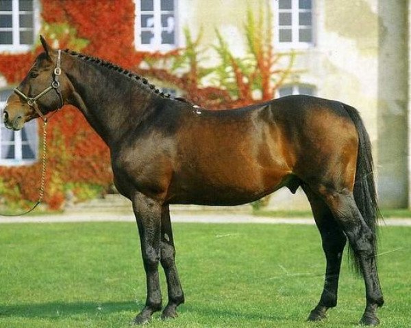 stallion I love you (Selle Français, 1974, from Almé)
