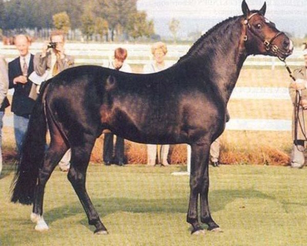 Deckhengst Valentino (New-Forest-Pony, 1984, von Vernons Vineyard)