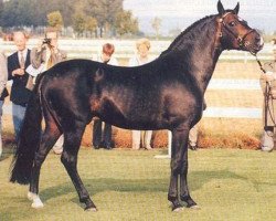 Deckhengst Valentino (New-Forest-Pony, 1984, von Vernons Vineyard)