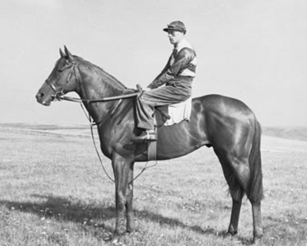 stallion Whistler xx (Thoroughbred, 1950, from Panorama xx)