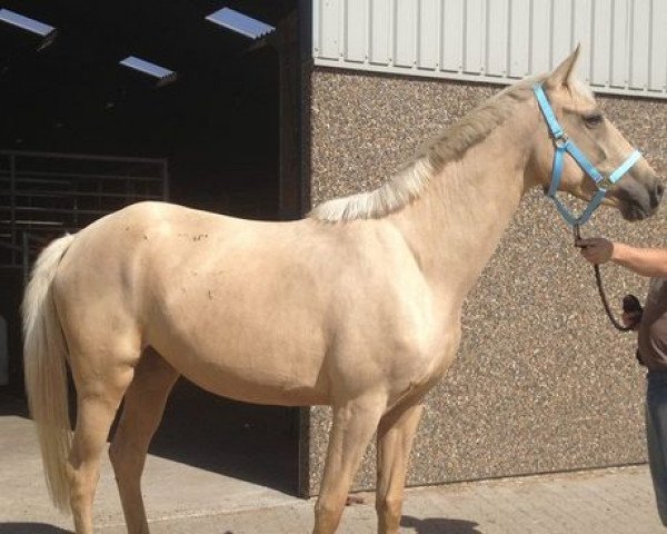 broodmare Jasná (Czech Warmblood, 2010, from Mistral)