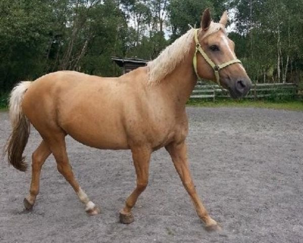 Zuchtstute Glen Adria (Tschechisches Warmblut, 2003, von Mistral)