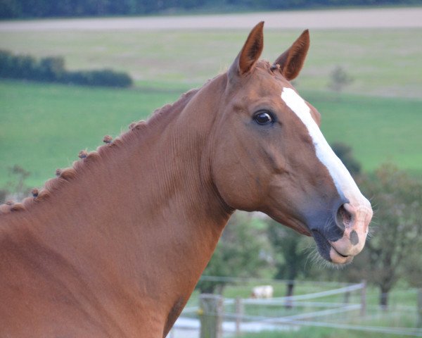 broodmare Melissa CH (Swiss Warmblood, 2009, from Karondo vom Schlösslihof)