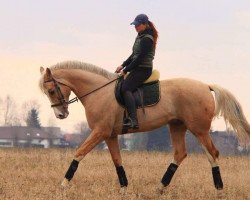 stallion Milan (Czech Warmblood, 2005, from Mistral)