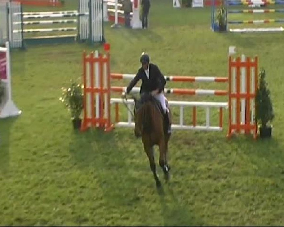 jumper Cortez 53 (German Sport Horse, 2003, from Cardenio)
