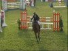 jumper Cortez 53 (German Sport Horse, 2003, from Cardenio)