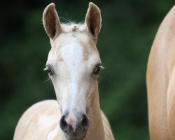 dressage horse Golden Dreams Girl (German Riding Pony, 2021, from HET Golden Dream)