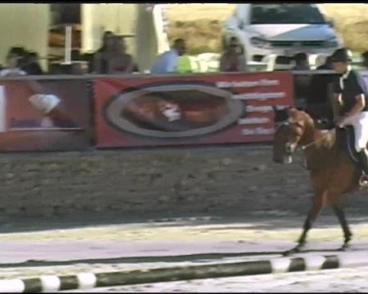 Springpferd Chrisi 3 (Holsteiner, 2002, von Chalan)