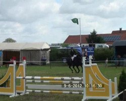 jumper Weldona (Hanoverian, 1999, from Weltruhm)