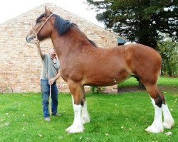 broodmare Acle Fortune (Shire, 2007, from Bodernog Master)