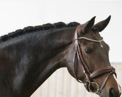dressage horse Rilana 77 (Westfale, 2015, from Rock Forever NRW)