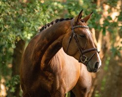 jumper Cookie Brown (Hanoverian, 2011, from Contendro I)