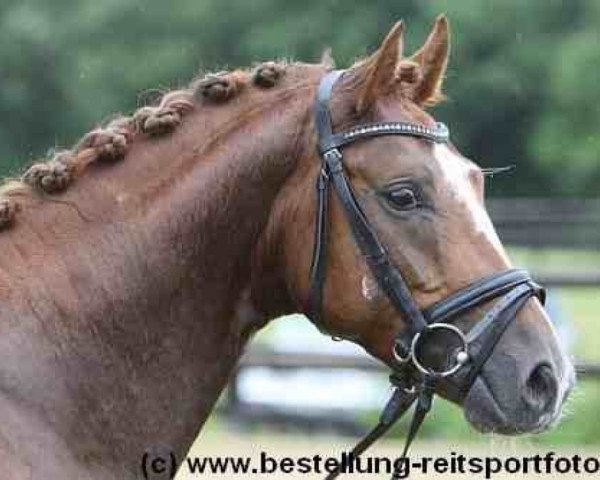 dressage horse Lux-Dressage Star Admiral (Oldenburg, 2007, from Sir Donnerhall I)