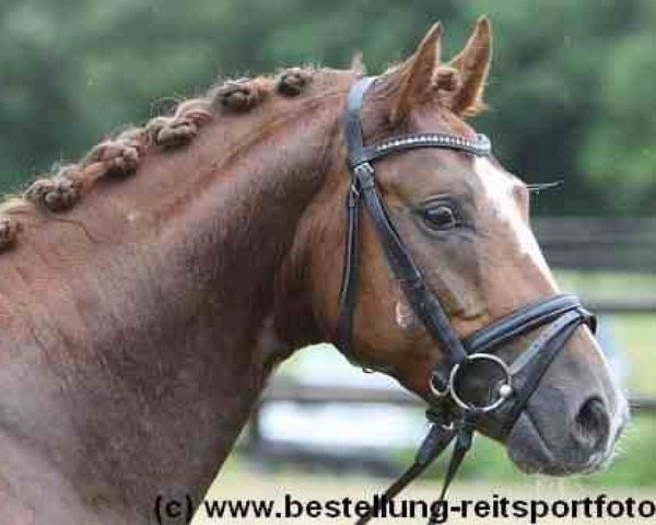 jumper Lux-Dressage Star Admiral (Oldenburg, 2007, from Sir Donnerhall I)