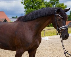 dressage horse Filomena 30 (Westphalian, 2017, from Fürst Wilhelm)