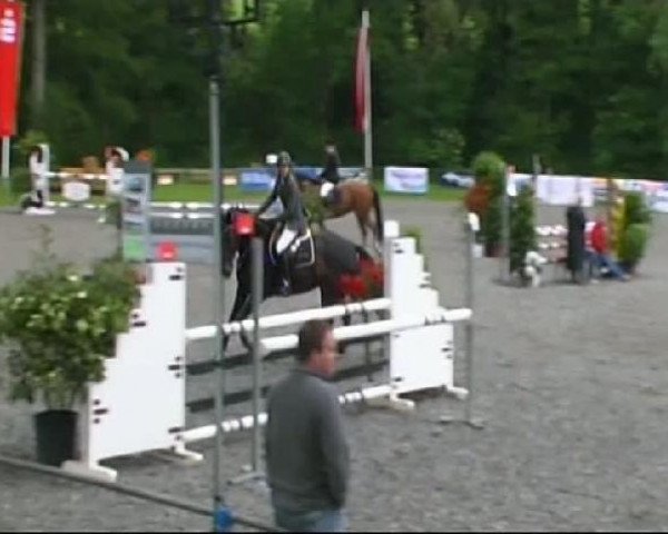 horse Grossi (Württemberger, 2001, from Grosso Z)