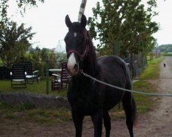 Pferd Vitali (Deutsches Reitpony, 2010, von Valido's Highlight)