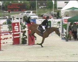 broodmare Caratina 4 (Oldenburg show jumper, 2005, from Cartoon)