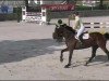 Springpferd Dadas Dynamite (Belgisches Warmblut, 2005, von Darco)