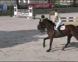 Springpferd Dadas Dynamite (Belgisches Warmblut, 2005, von Darco)