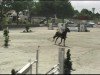 jumper Carlos 631 (Austrian Warmblood, 2007, from Conterno Grande)