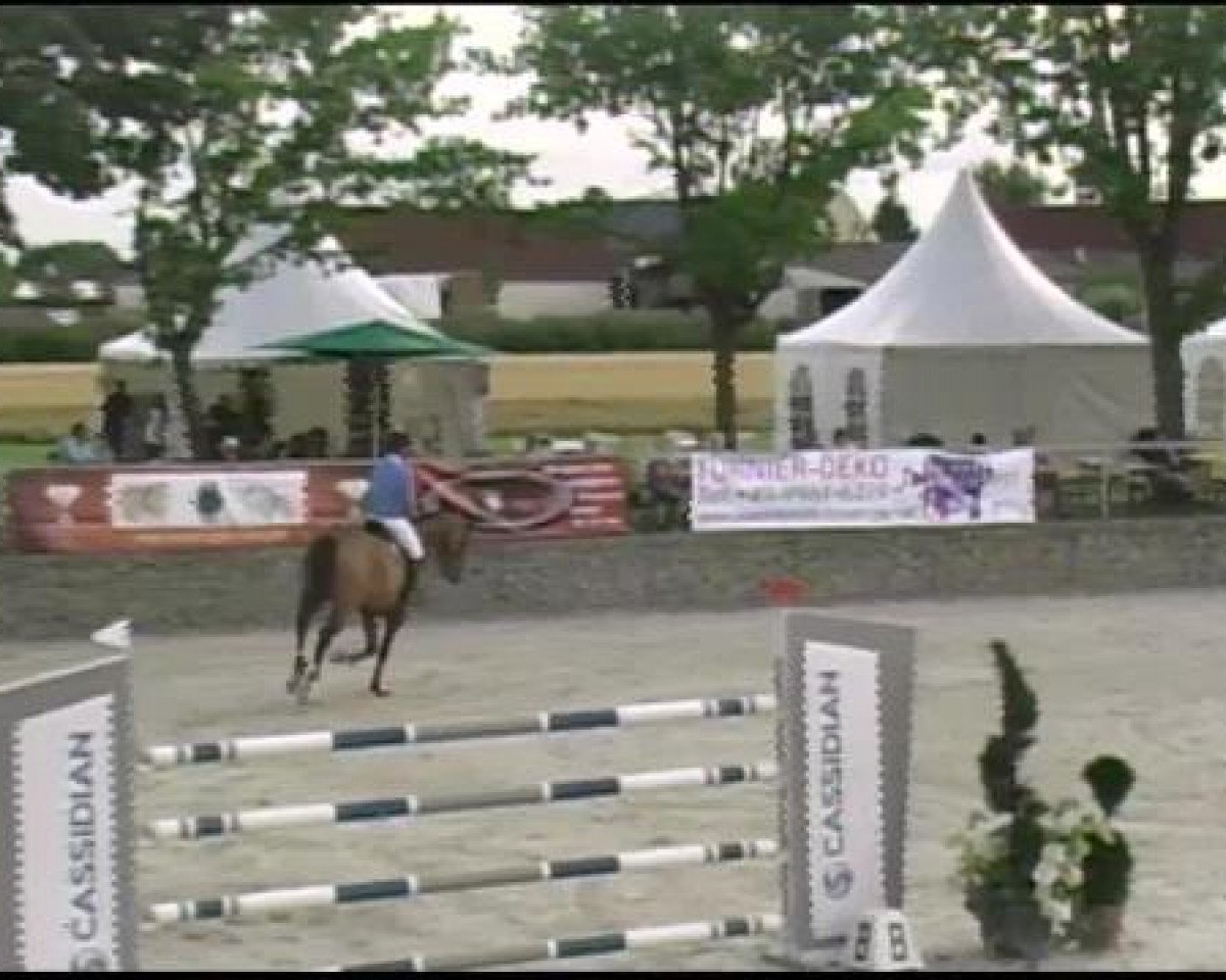 jumper Chairman 19 (Holsteiner, 2004, from Chambertin)