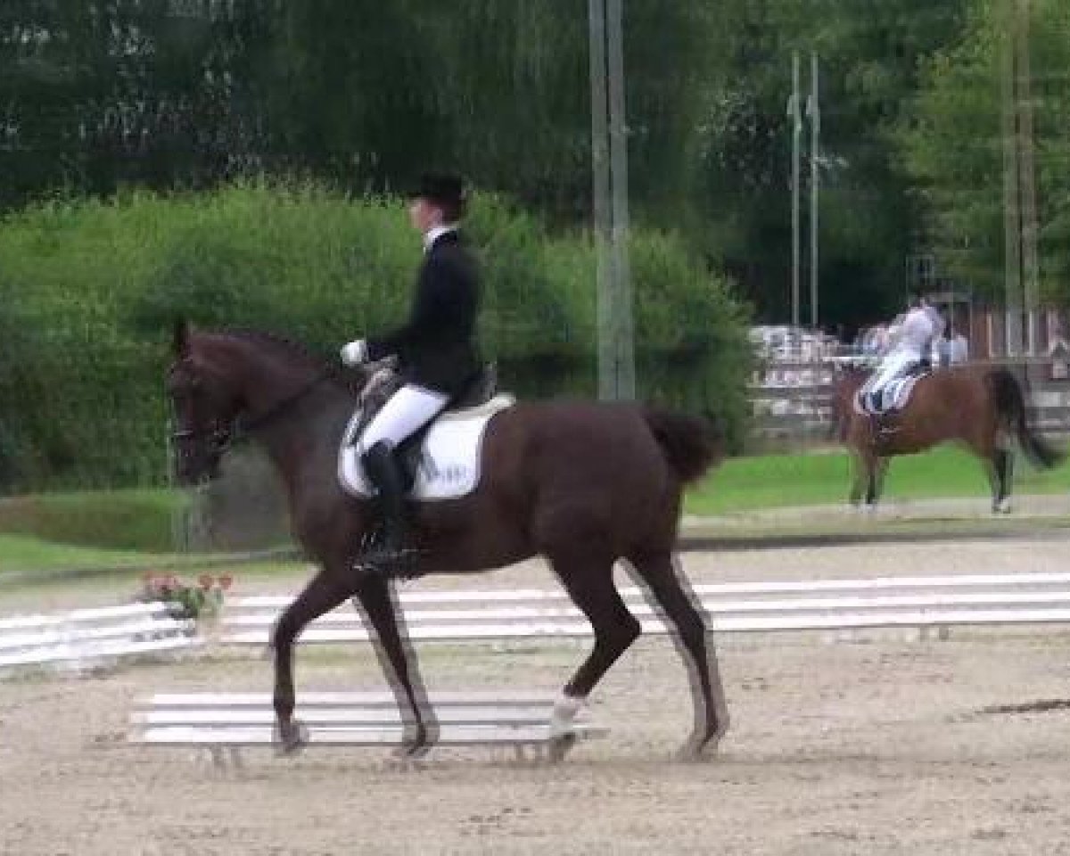 dressage horse Fama 87 (Westphalian, 2000, from Florestan I)