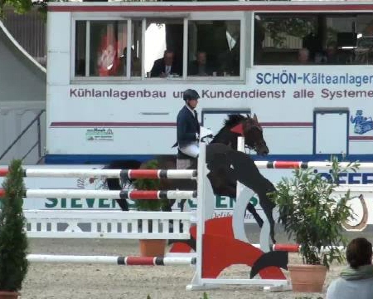 Deckhengst Quithago (Oldenburger, 2003, von Quidam's Rubin)