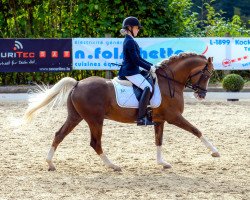 stallion Rappenbergs Little Lord (German Riding Pony, 2003, from Coelenhage's Lord)