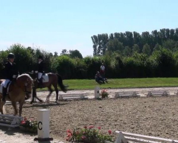 dressage horse Savanna 32 (Westphalian, 2005, from Show Star)